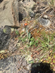 Tephroseris lindstroemii