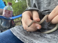 Virginia valeriae elegans