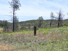 Clarkia gracilis tracyi