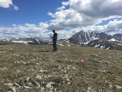 Pulsatilla multiceps