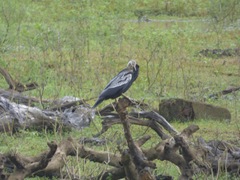Anhinga melanogaster