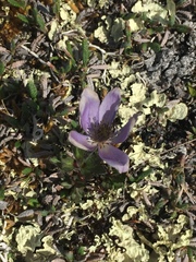 Pulsatilla multiceps