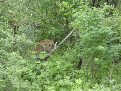 Panthera pardus kotiya