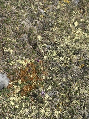 Pulsatilla multiceps