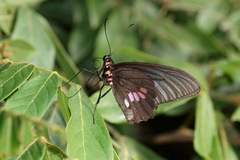 Parides neophilus