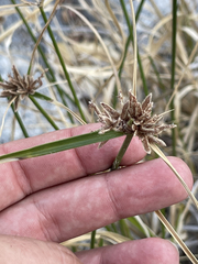 Cyperus dioicus