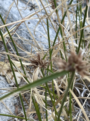 Cyperus dioicus