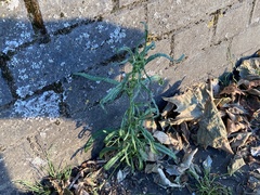 Senecio inaequidens