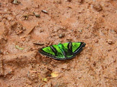 Caria mantinea
