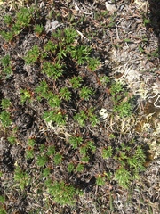 Potentilla biflora