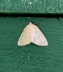 Lomographa glomeraria