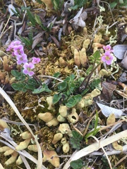 Cardamine purpurea