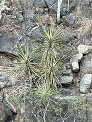 Yucca capensis