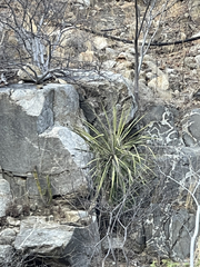 Yucca capensis