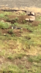 Urocitellus columbianus