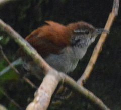 Thryophilus rufalbus