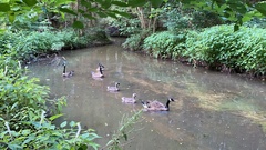 Branta canadensis