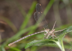 Argia sedula