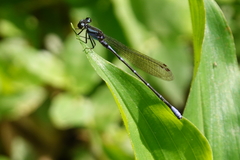 Argia oculata