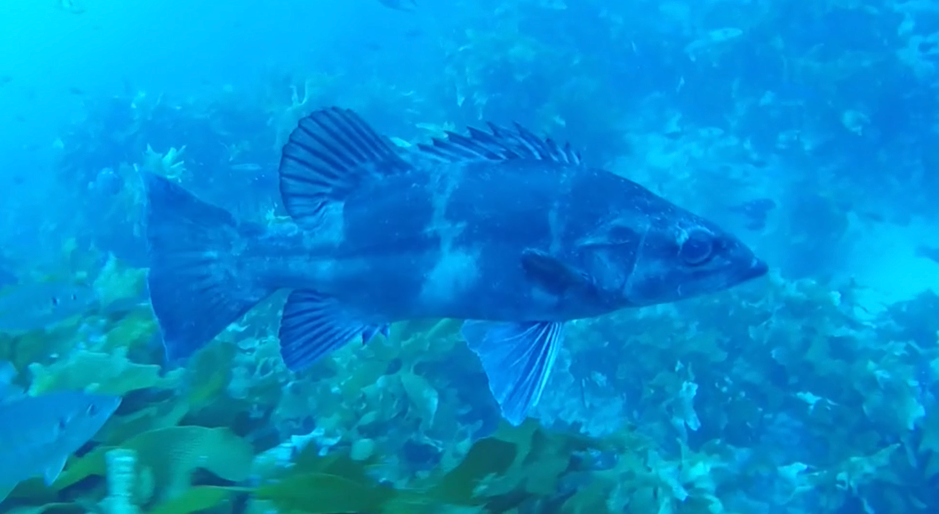 Hapuku Wreckfish