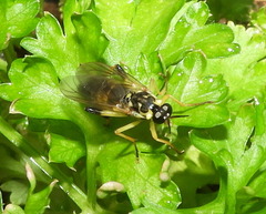 Xylomya terminalis