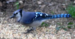 Cyanocitta cristata