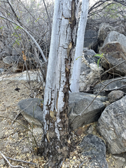 Albizia occidentalis