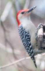 Melanerpes carolinus