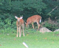 Odocoileus virginianus