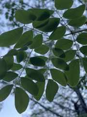 Albizia occidentalis