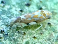 Erasmoneura variabilis