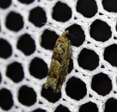 Pseudexentera knudsoni