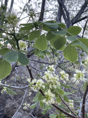 Albizia occidentalis