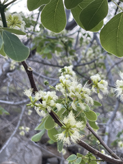 Albizia occidentalis