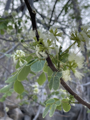 Albizia occidentalis