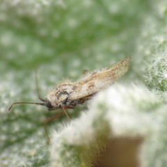 Gargaphia iridescens