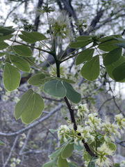 Albizia occidentalis