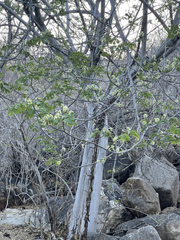 Albizia occidentalis