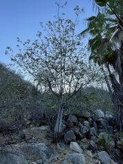 Albizia occidentalis