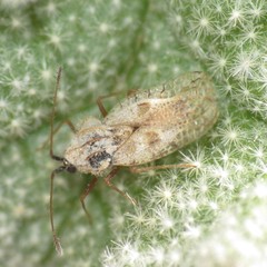 Gargaphia iridescens