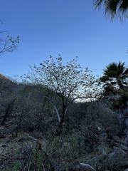 Albizia occidentalis