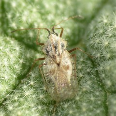 Gargaphia iridescens