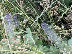 Salvia verbenaca