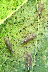 Erasmoneura variabilis