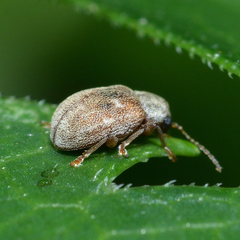 Demotina modesta