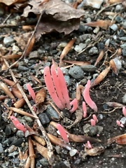 Clavaria rosea