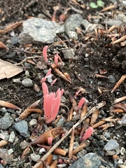 Clavaria rosea