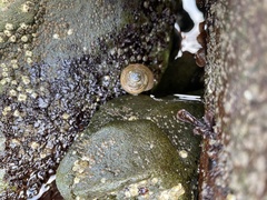 Calliostoma ligatum
