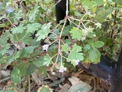 Geranium rotundifolium