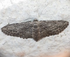 Iridopsis obliquaria